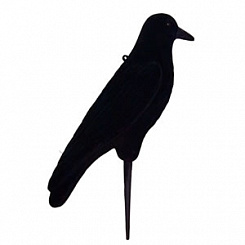   Tanglefree Crow  