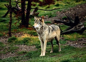 В Северной Осетии открыта охота на волков